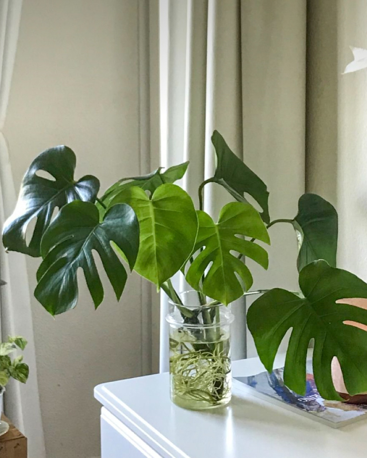 Investor Image Missing